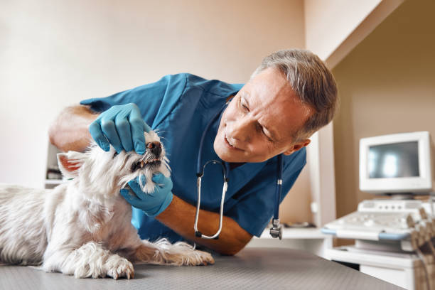 Best Emergency Broken Tooth Repair in Green Forest, AR